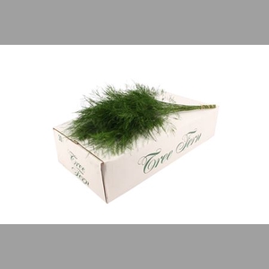 Tree Fern ( White Box )