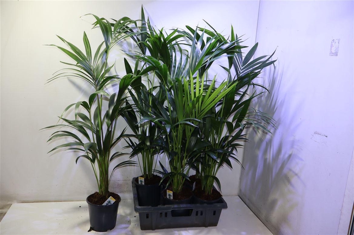 <h4>Howea Forsteriana</h4>