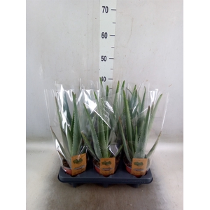 Aloe vera