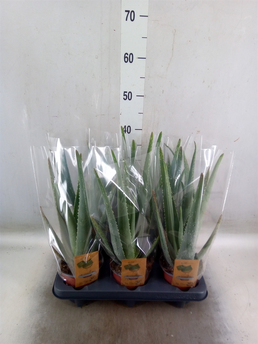 <h4>Aloe vera</h4>