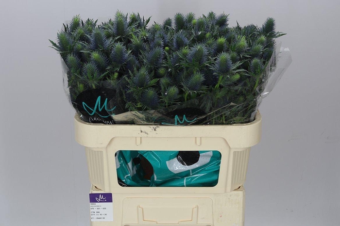 <h4>Eryngium Supernova</h4>