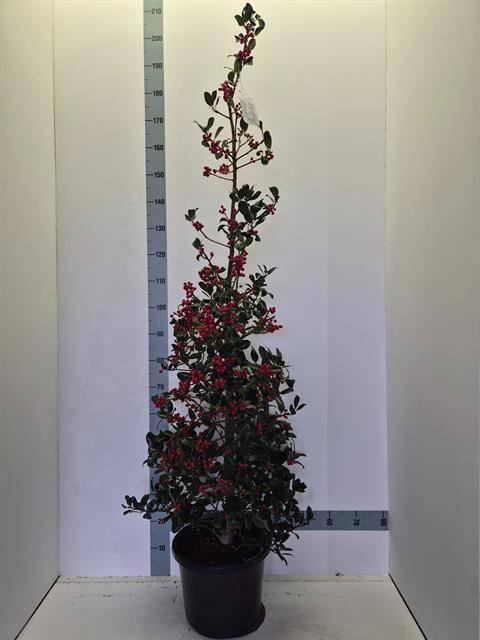 <h4>ILEX AQ J.C. VAN TOL</h4>