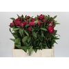 Paeonia Red Sarah Bernhardt