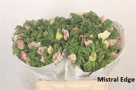 <h4>Anemone Mistral Malva Edge</h4>
