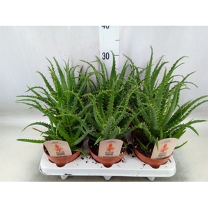 Aloe arborescens