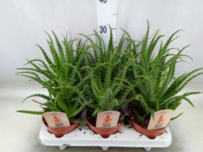 <h4>Aloe arborescens</h4>