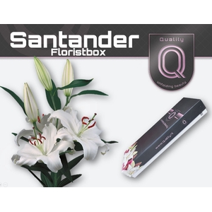 Lelies LI OR SANTANDER