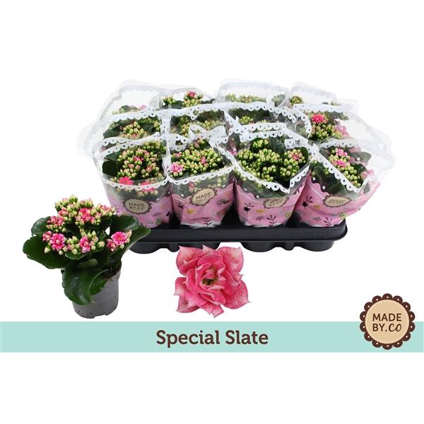 <h4>Kalanchoë Special Slate</h4>