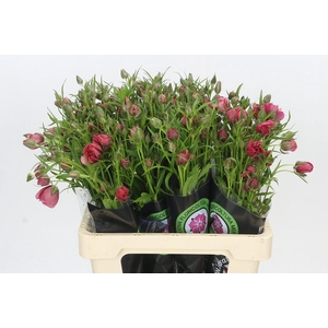 Ranunculus Natura Moderna Energia