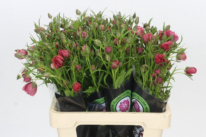 Ranunculus Natura Moderna Energia