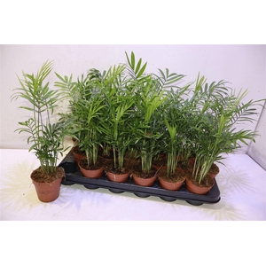 Chamaed Elegans