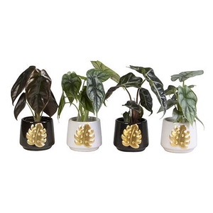 ALOCASIA MIX  P6 L 66156