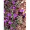 Lavandula stoechas