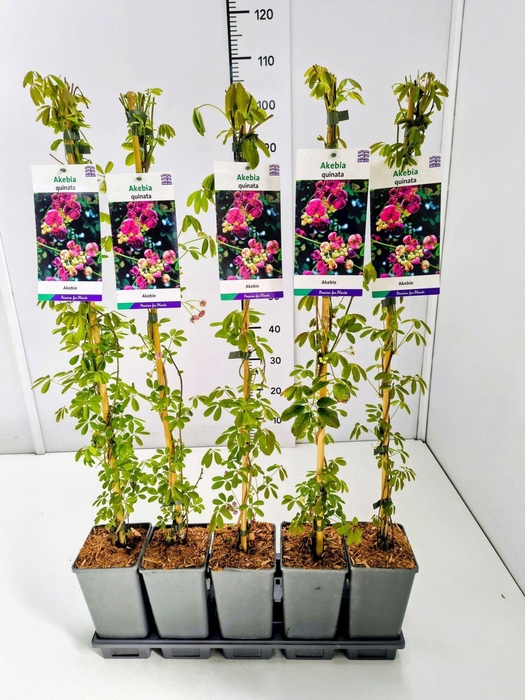 <h4>Akebia quinata</h4>