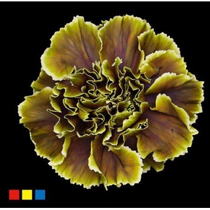 Dianthus St Gothic Green