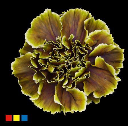 <h4>Dianthus St Gothic Green</h4>