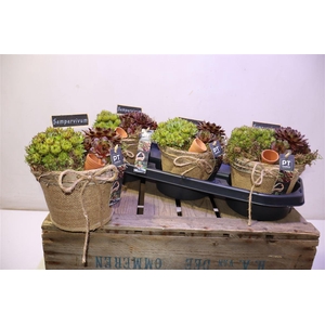 arr8 Arr Semp Met Jute + Deco