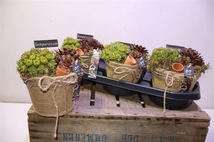 <h4>Arr Semp Met Jute + Deco</h4>