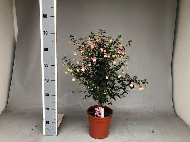 <h4>FUCHSIA ELMA</h4>