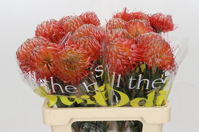 <h4>Nutans Blanche</h4>