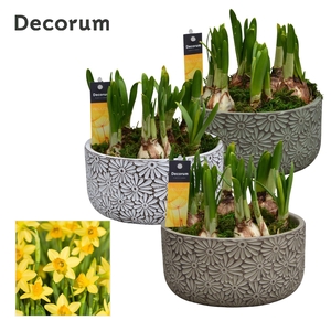 Narcis Daisy Bowl HL15973N