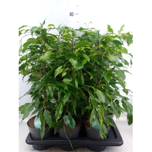 Ficus benja. 'Danita'