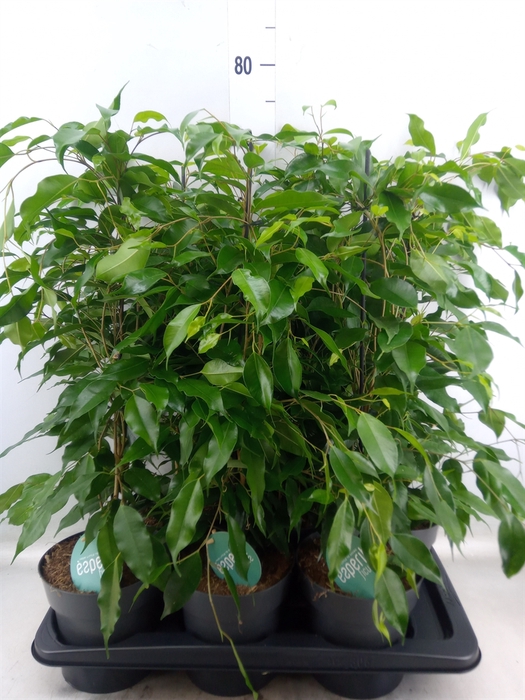 <h4>Ficus benja. 'Danita'</h4>