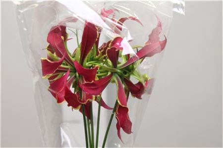 <h4>Gloriosa Rothschild Short</h4>