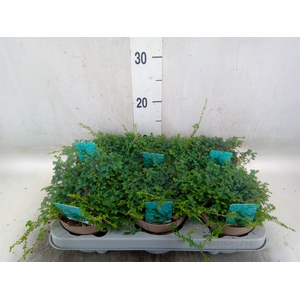 Selaginella uncinata 'Peacock'