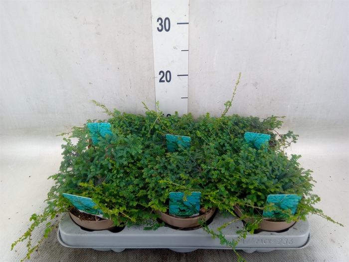 <h4>Selaginella uncinata 'Peacock'</h4>