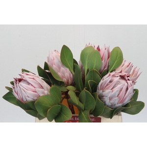 Protea Cynaroides