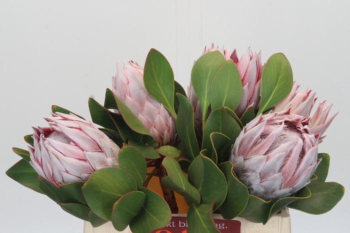 <h4>Protea Cynaroides</h4>