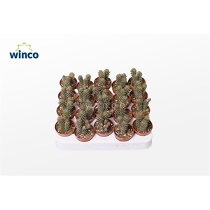 Opuntia Fulgida