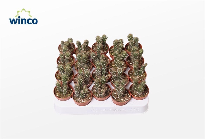 <h4>Opuntia Fulgida</h4>