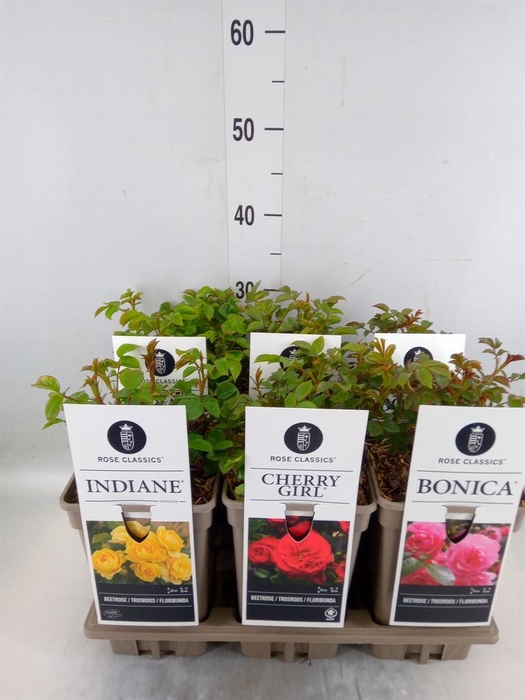 <h4>Rosa FL  ...</h4>