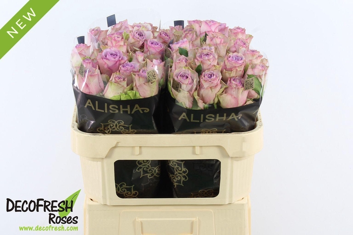 <h4>R Gr Overig New 3</h4>