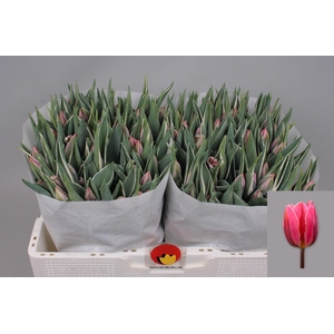 TU EN PRETTY PRINCES