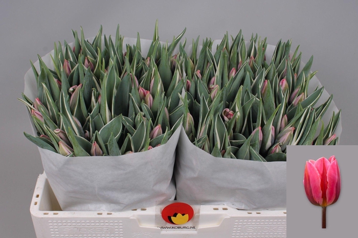 <h4>TU EN PRETTY PRINCES</h4>