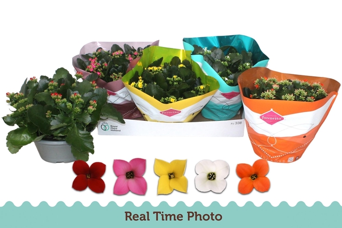 <h4>KAL EN GEM 5 KL</h4>