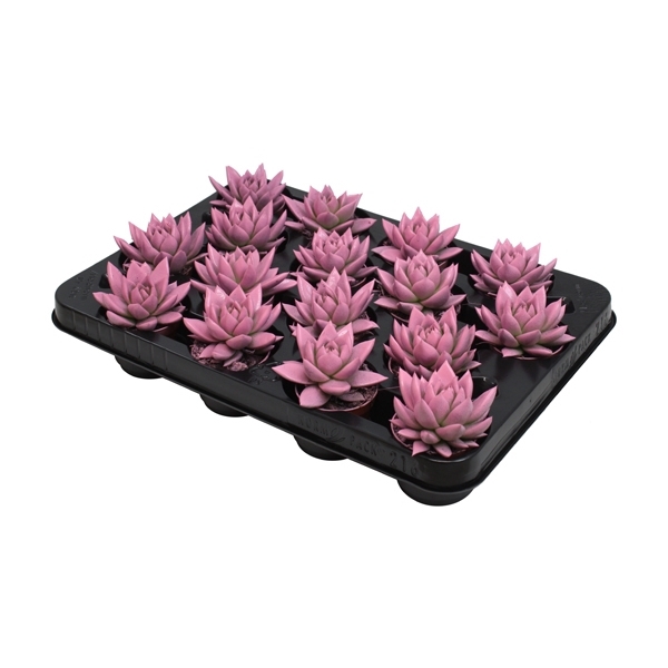 <h4>Echeveria coloured pink</h4>