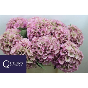 Hydr Royal Palace Classic Queens