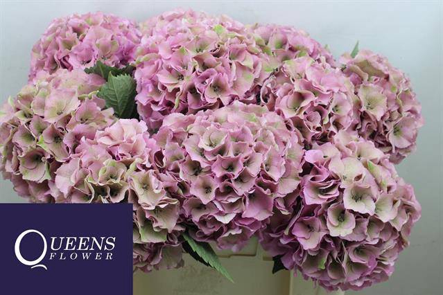<h4>Hydr Royal Palace Classic Queens</h4>