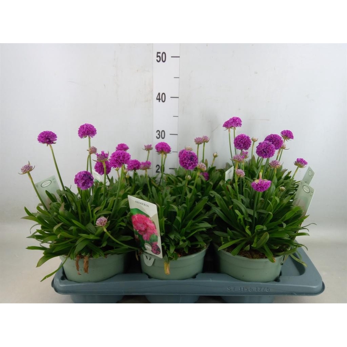 <h4>Armeria pseud. 'Dreameria Vivid Dr'</h4>