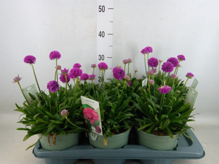 <h4>Armeria pseud. 'Dreameria Vivid Dr'</h4>