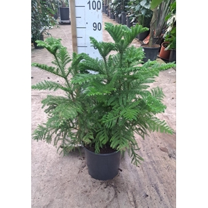 Araucaria toef 90