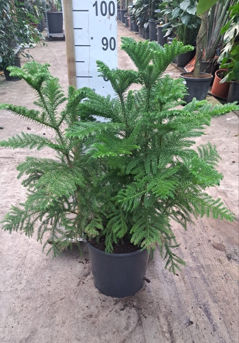 <h4>Araucaria toef 90</h4>