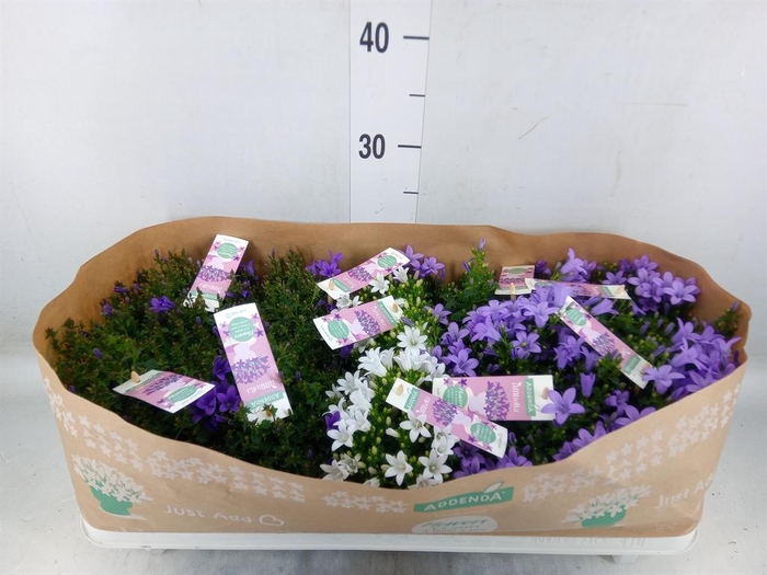 <h4>Campanula   ...</h4>