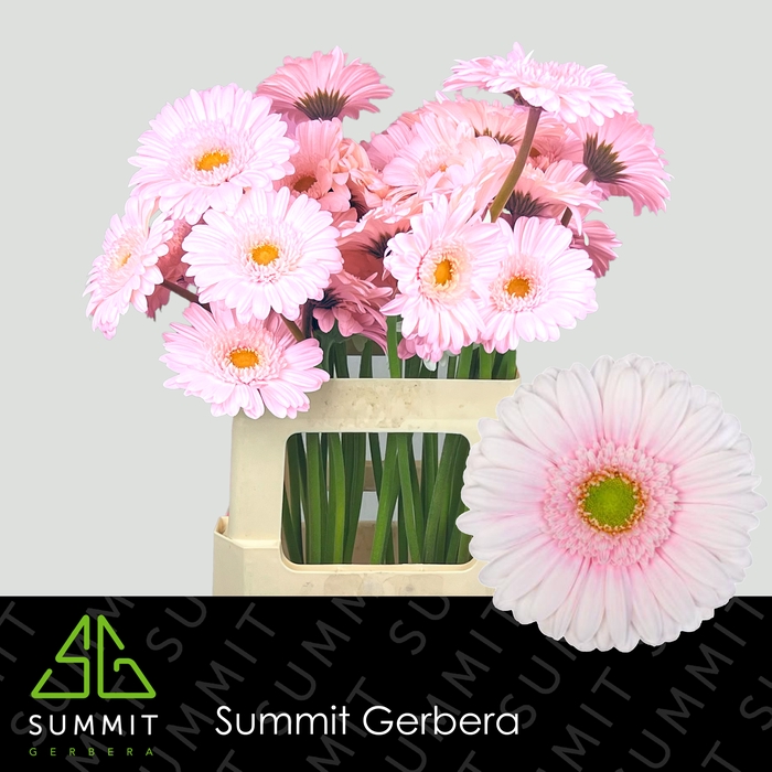 <h4>Gerbera Michelle Lang Gelijk 56cm Water x40</h4>