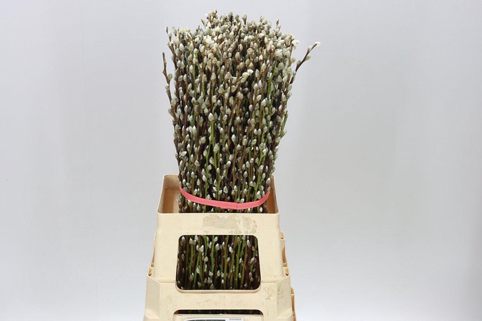 <h4>Salix Snow Flake</h4>