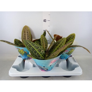 Labisia obtusifolia 'Kura Kura'